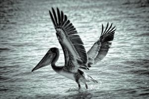 pelicano-.jpg